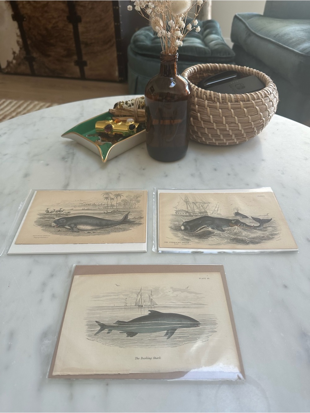 1800s Jardine’s The Naturalist’s Library Chromolithographs Rare Whales